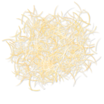 Pizza image